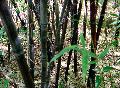 Black Bamboo / Phyllostachys nigra 